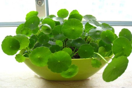 铜钱草叶子长出来就干枯