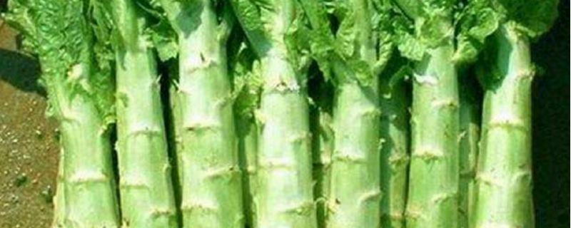 莴笋的养殖方法和注意事项(莴笋养护小妙招)