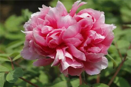 人民币上的花朵是什么花