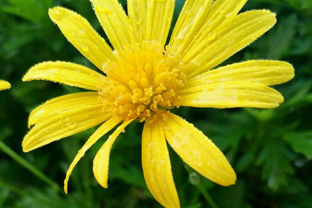 黄金菊如何养护和管理