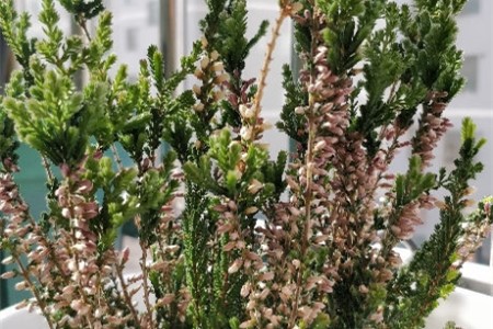 欧石楠适合温度