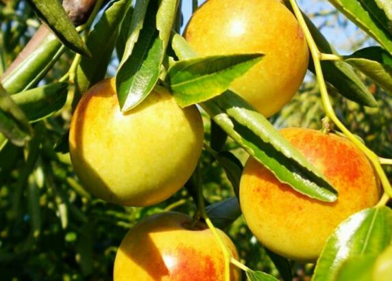 怎么挑选优质冬枣冬枣怎么洗才干净(冬枣怎么挑选好吃又甜)