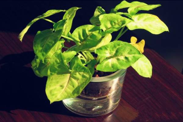 白蝴蝶叶子发黄怎么办黄叶枯萎的原因及补救办法(白蝴蝶植物开花图片)