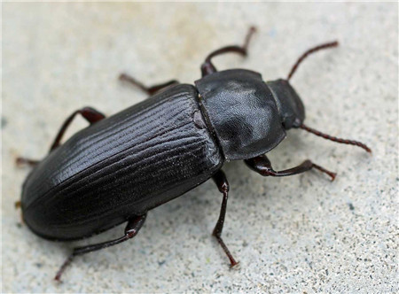 桔梗的病虫害防治