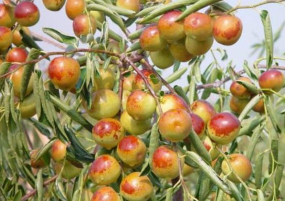 冬枣怎么挑选好吃又甜