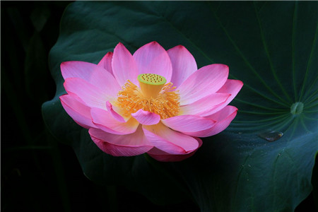 荷花的花语是什么语