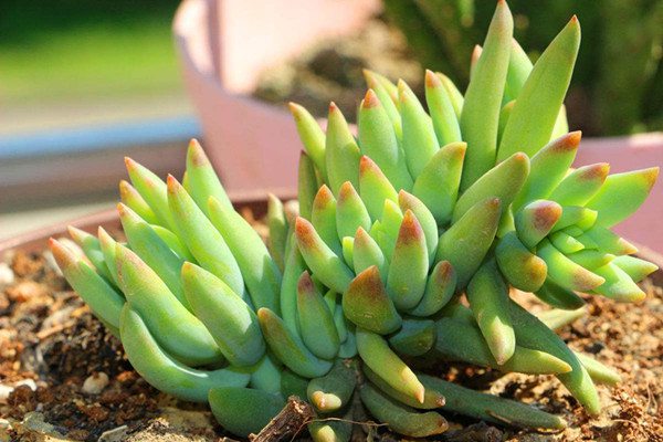 千佛手徒长怎么办(千佛手为什么总掉叶子)