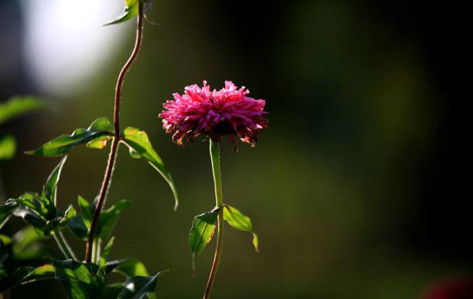 秋天适合种什么香草(秋天适合种什么草药)