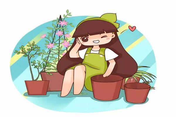 绿萝发财树……还不赶紧换盆要不然就挺不过秋天啦！(绿萝发财树的养殖方法)