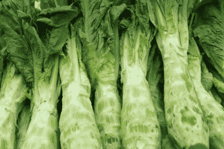 莴笋养护小妙招