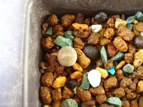 绿萝发财树的养殖方法