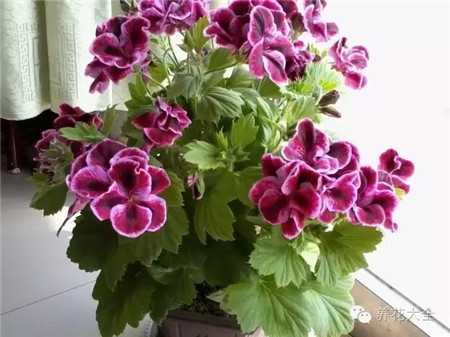 什么是有机肥和无机肥的区别