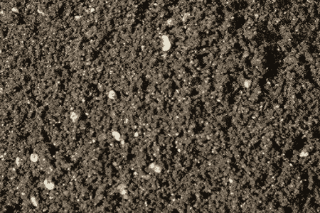 莴笋养护小妙招