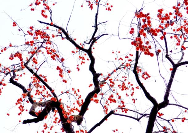 柿子和石榴能一起吃吗易引起肠胃不适腹痛腹泻(柿子和石榴能一起吃吗)