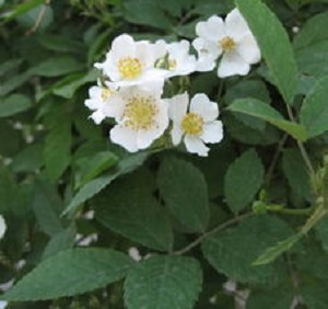 粉团蔷薇的功效和作用