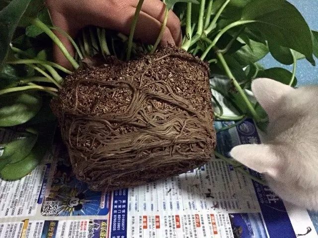 绿萝发财树的养殖方法