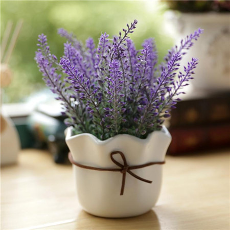 秋天适合种什么草药