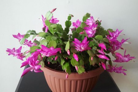 蟹爪兰的叶子变黄了怎么办