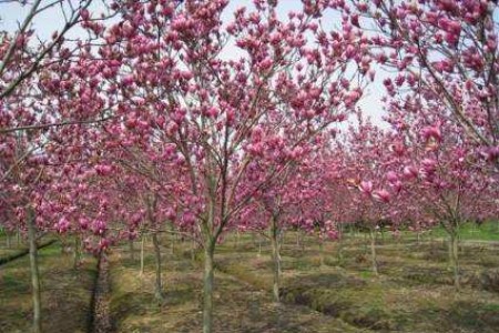 玉兰花树苗怎么培育
