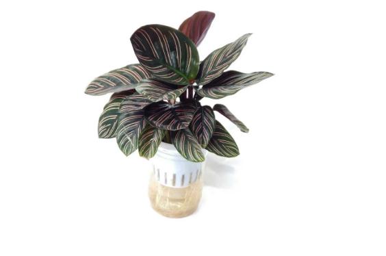 花卉无土栽培实验原理