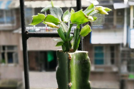 火龙果嫁接蟹爪兰教程