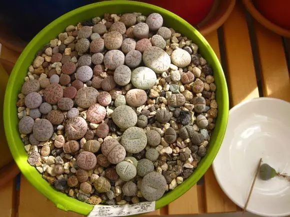 绿萝发财树的养殖方法