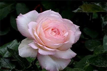 人民币上的花朵是什么花