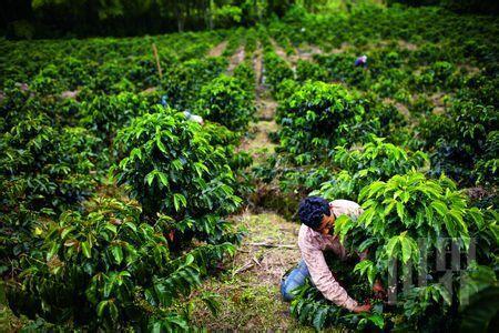 牛油果树多久挂果