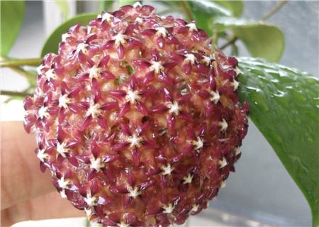 球兰长得慢怎么回事儿