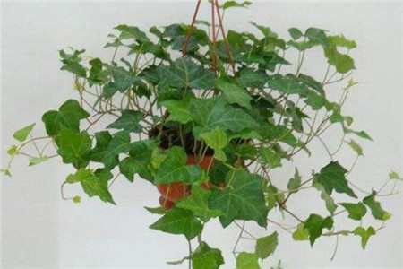 北阳台光照强度