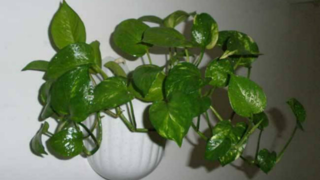 绿萝可以用沙子养吗(绿萝可以用沙土养吗)