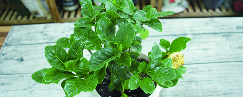 栀子花适合放在客厅吗(栀子花适合放客厅里吗)