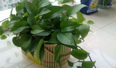 绿萝可以用沙土养吗