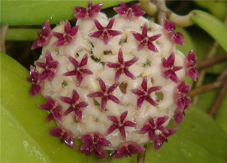 球兰长得慢怎么回事儿