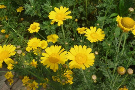 黄金菊如何养护和管理