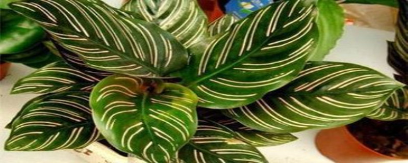 双线竹芋叶子卷了怎么办(双线竹芋的叶子焦边严重什么原因)