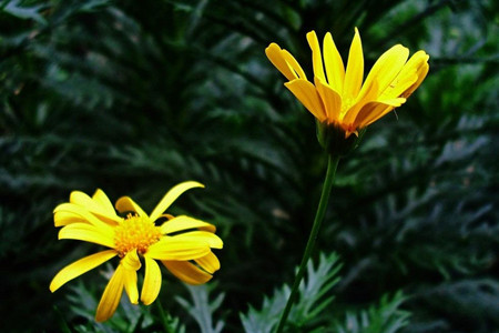 黄金菊如何养护和管理