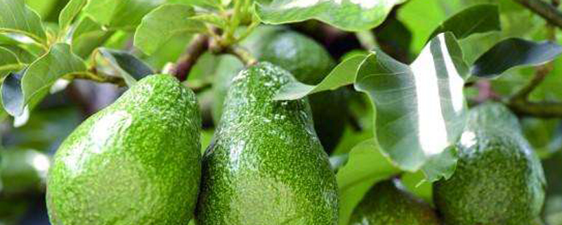 牛油果树什么时候打顶(牛油果树多久挂果)