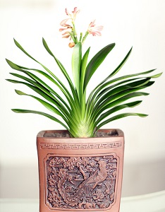 君子兰怎么辨别公母