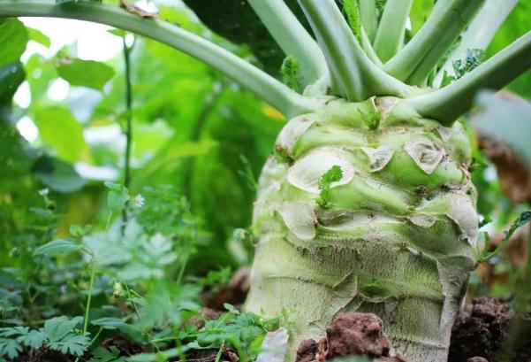 大头菜有什么作用呢大头菜怎么腌制好吃脆(大头菜的做法怎样腌制大头菜)