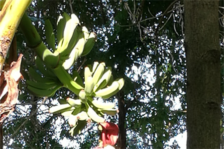 香蕉哪里生产地最出名