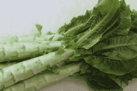 莴笋养护小妙招