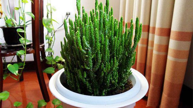 姬珊瑚怎么进行繁殖(姬珊瑚怎么扦插活的快)