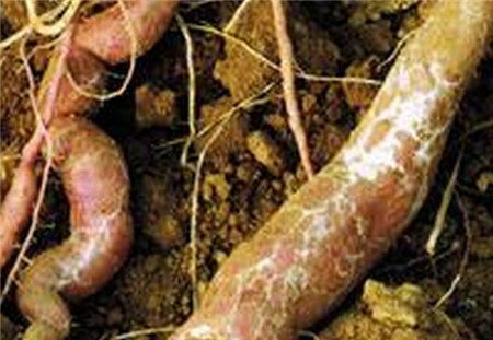 桔梗的病虫害防治