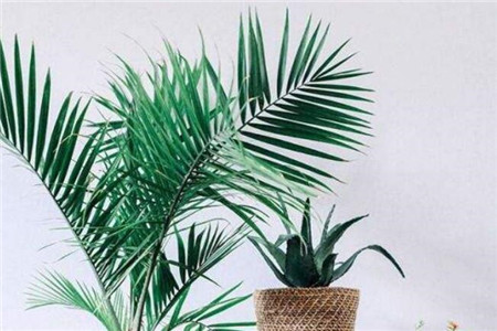 北阳台光照强度