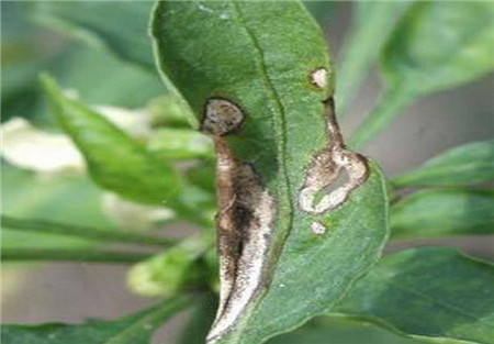 桔梗的病虫害防治