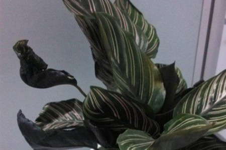 双线竹芋的叶子焦边严重什么原因