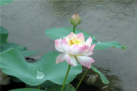 荷花的花语是什么语