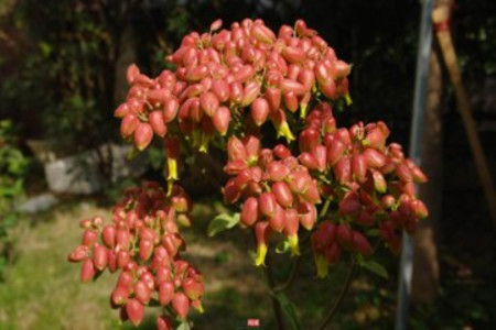 宫灯长寿花繁殖方法