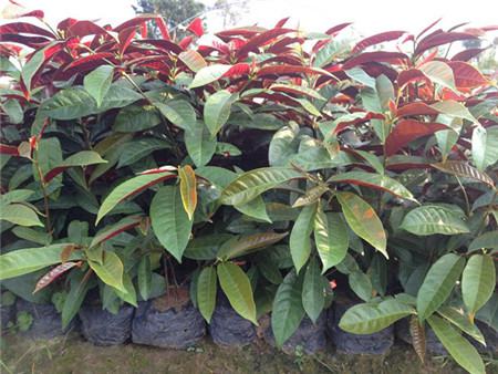 红背桂花百度百科